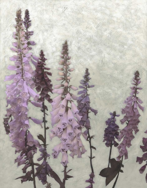 Picture of NON-EMBELLISHED FOXGLOVES II