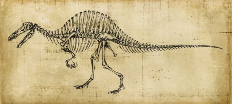 Picture of SPINOSAURUS STUDY