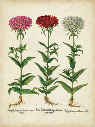 Picture of BESLER FLORILEGIUM IV