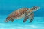 Picture of OCEAN SEA TURTLE I