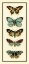 Picture of BUTTERFLY COLLECTOR VI