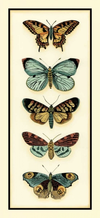 Picture of BUTTERFLY COLLECTOR VI