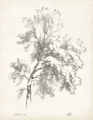 Picture of ASH TREE STUDY