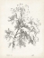 Picture of ASH TREE STUDY