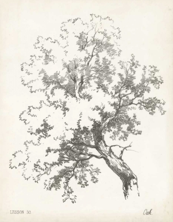 Picture of OAK TREE STUDY