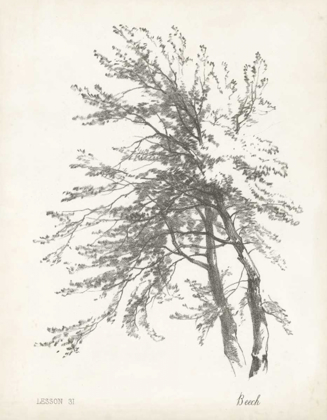 Picture of BEECH TREE STUDY