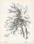 Picture of BEECH TREE STUDY