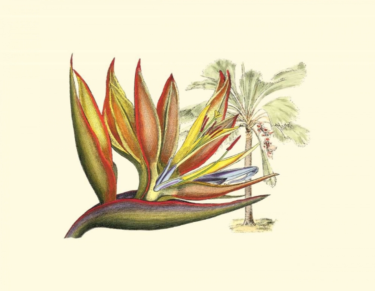 Picture of BIRD OF PARADISE II