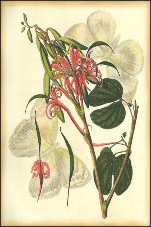 Picture of FLORAL FANTASIA I