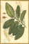 Picture of FLORAL FANTASIA IV