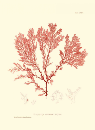 Picture of NATURE PRINT IN CORAL IV