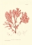 Picture of NATURE PRINT IN CORAL IV