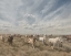 Picture of BIG SKY