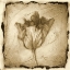 Picture of FLORAL IMPRESSION II