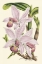 Picture of DELICATE ORCHID I