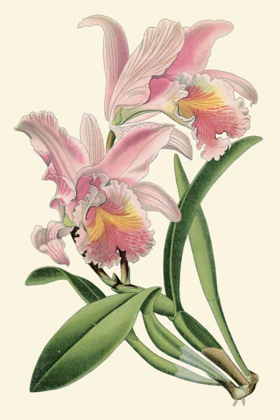 Picture of DELICATE ORCHID III