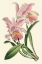 Picture of DELICATE ORCHID III