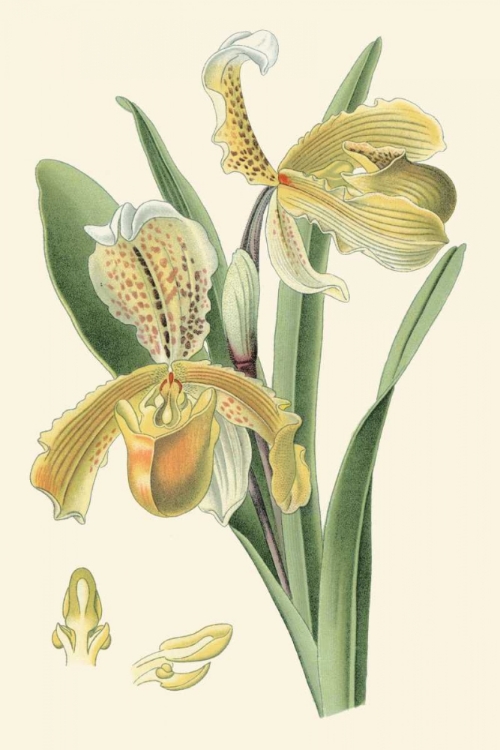 Picture of DELICATE ORCHID IV