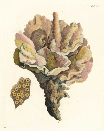 Picture of ANTIQUE CORAL III