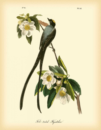 Picture of FORK-TAILED FLYCATCHER