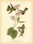 Picture of ANNA HUMMINGBIRD