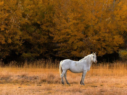 Picture of WHITE HORSE