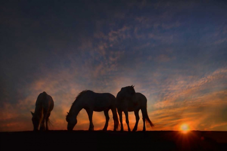 Picture of CAMARGUE SUNRISE