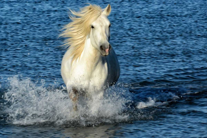 Picture of BLUE SEA