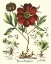 Picture of BESLER PEONIE II