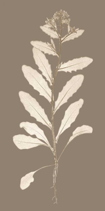 Picture of TAUPE NATURE STUDY IV