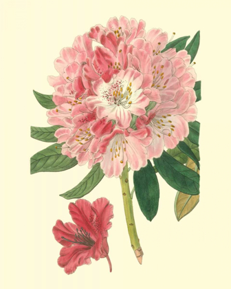 Picture of PINK RHODODENDRON