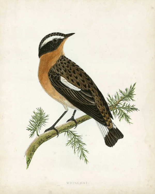Picture of MORRIS WHINCHAT