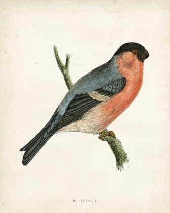 Picture of MORRIS BULLFINCH