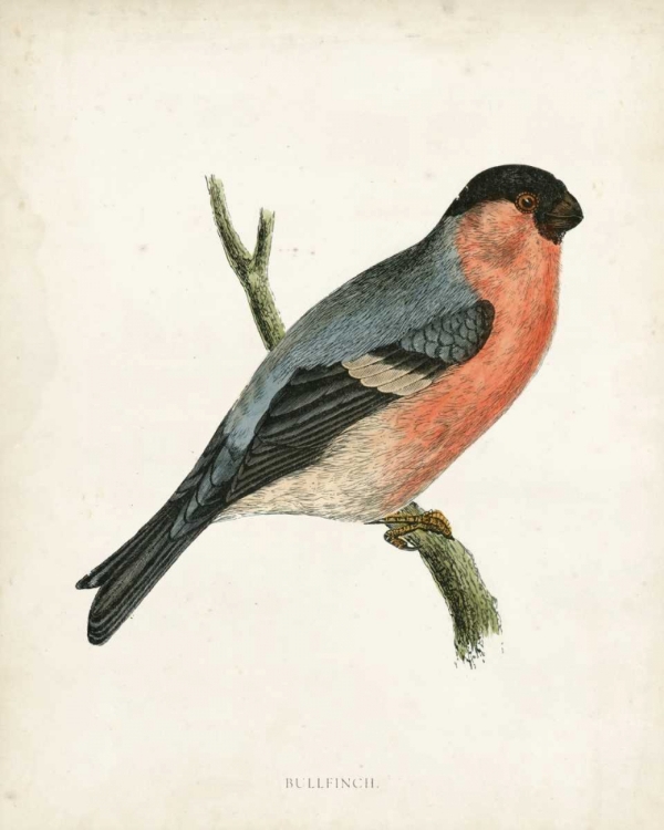 Picture of MORRIS BULLFINCH