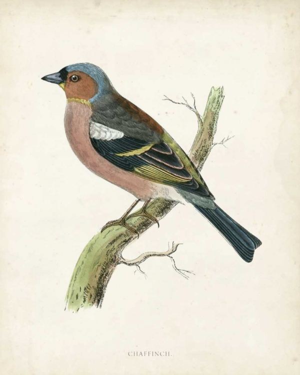 Picture of MORRIS CHAFFINCH