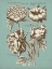Picture of CHAMBRAY CHINTZ II