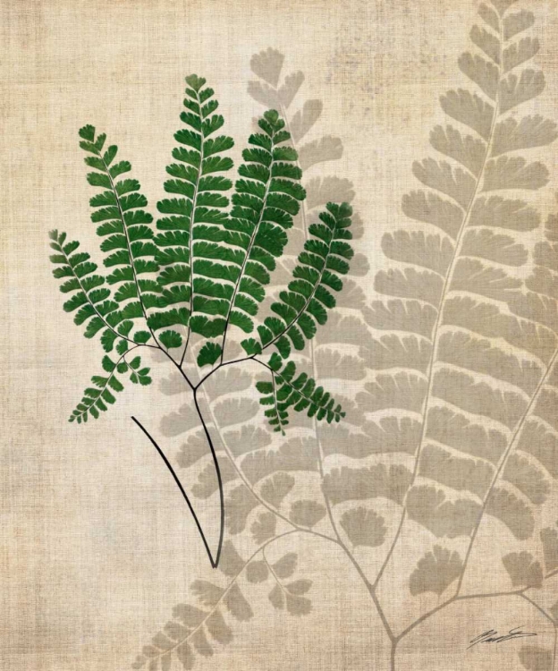 Picture of BRITISH FERNS II