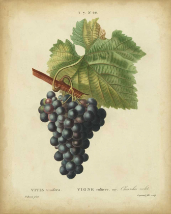 Picture of ANTIQUE BESSA GRAPES I