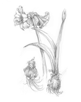 Picture of BOTANICAL SKETCH IV