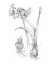 Picture of BOTANICAL SKETCH IV