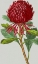 Picture of VINTAGE GARDEN VARIETIES VIII