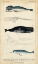 Picture of ANTIQUE WHALE AND DOLPHIN STUDY III