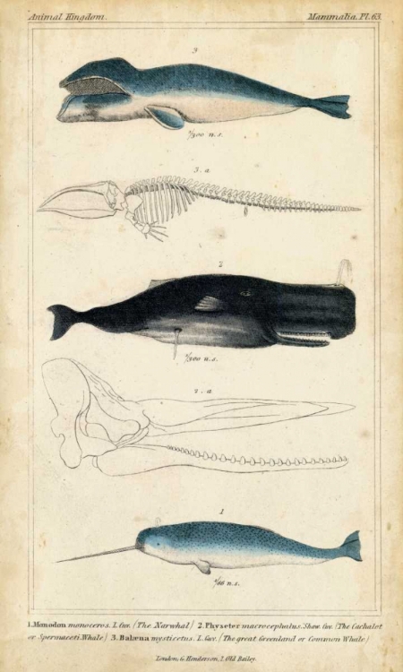 Picture of ANTIQUE WHALE AND DOLPHIN STUDY III