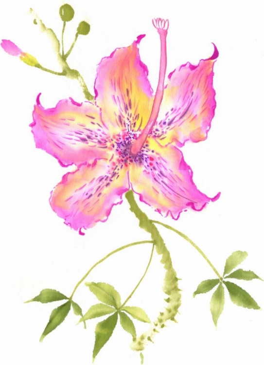 Picture of HIBISCUS FLOWER IV
