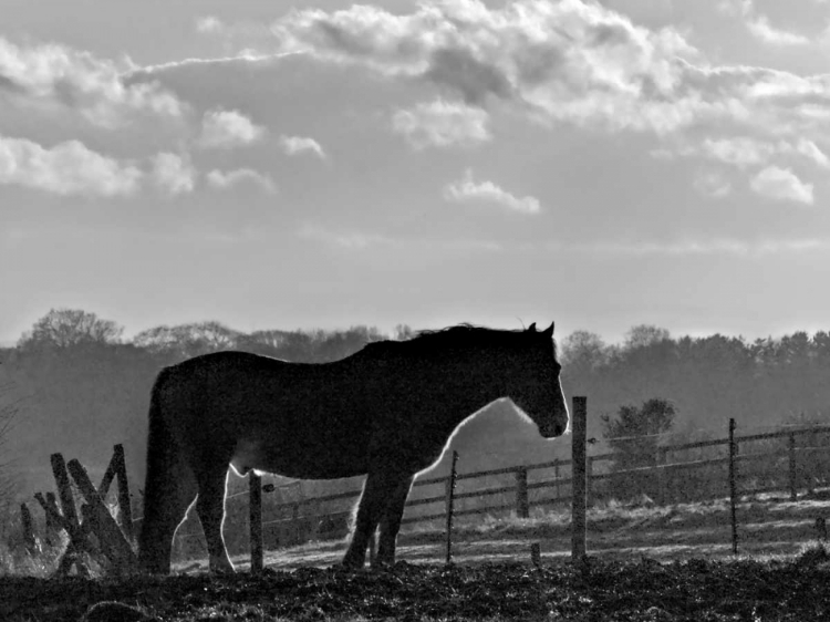 Picture of EVENING LIGHT III