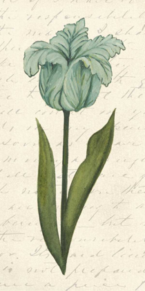 Picture of TWIN TULIPS VI