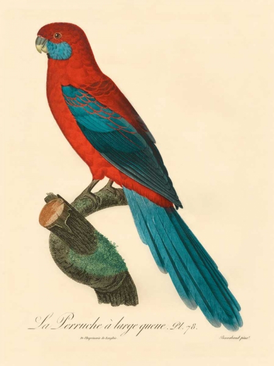 Picture of BARRABAND PARROT, PL 78