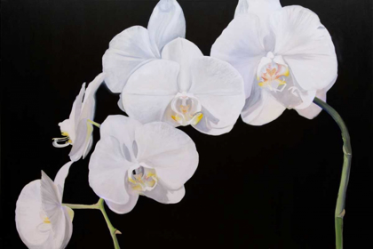 Picture of DRAMATIC ORCHIDS I