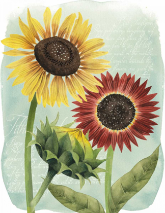 Picture of SUNFLOWER STUDY II