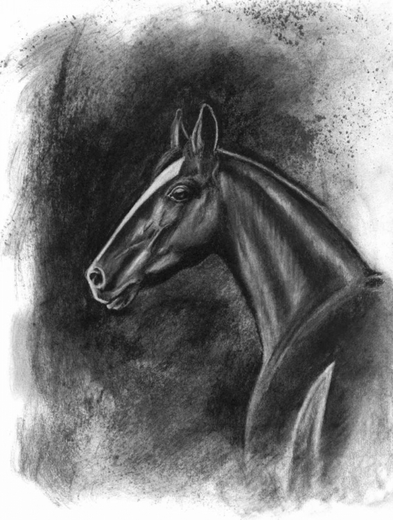 Picture of CHARCOAL EQUESTRIAN PORTRAIT II